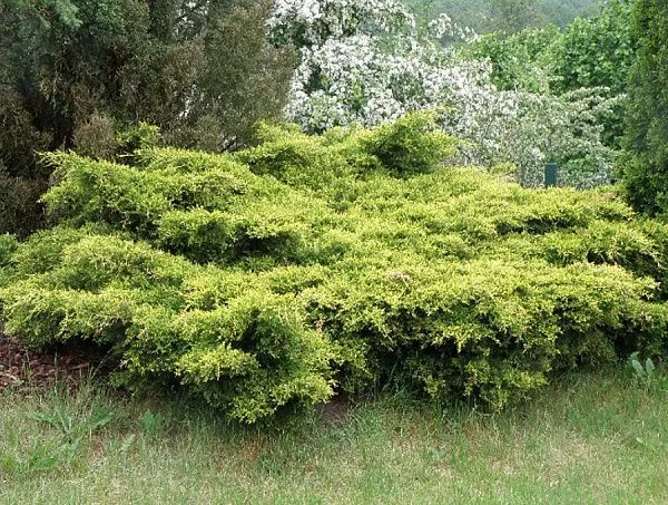 Можжевельник средний "King of Spring" (Кинг оф Спринг)