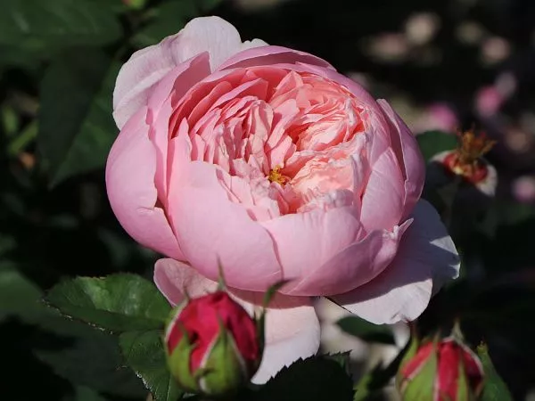 Роза английская The Alnwick Rose (Зе Алнвик роуз) цена