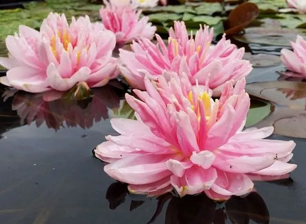 Нимфея (кувшинка) Lily Pons Лили Понс фото
