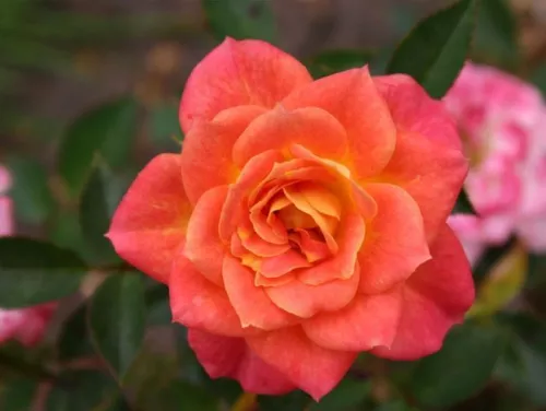 Роза миниатюрная "Mandarin" (Мандарин)