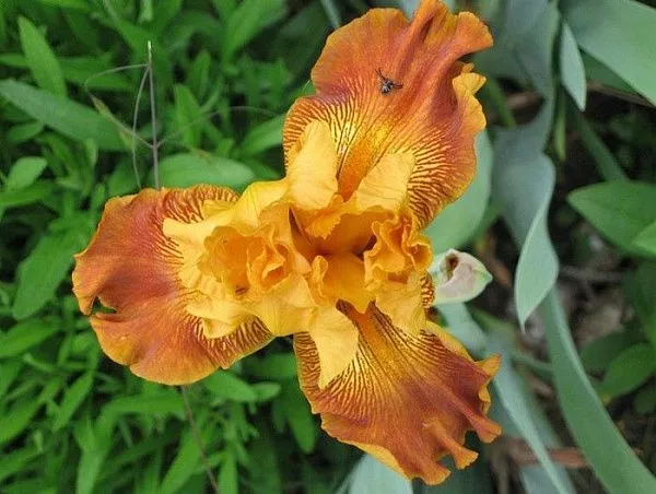 Ирис низкий "Orange Caper" (Оранж Капер)