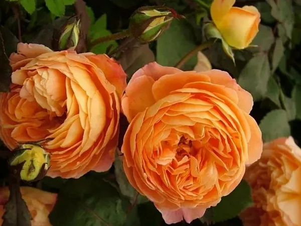 Роза "Lady Emma Hamilton" (Леди Эмма Гамильтон)