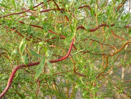 Ива белая "Erythroflexuosa" (Эритрофлексуоза)