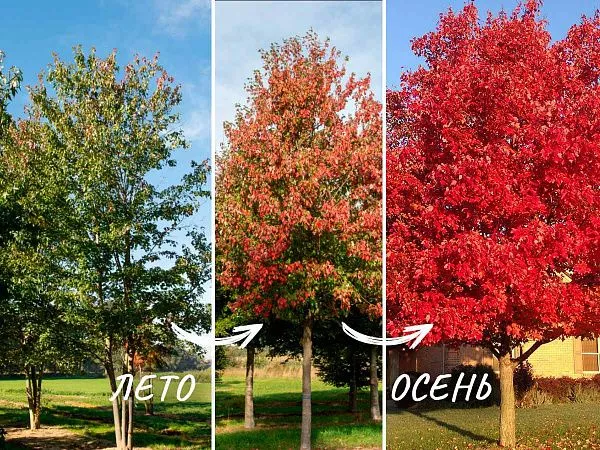 Клен красный крона летом и осенью