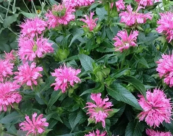 Монарда гибридная "Melua Pink" (Мелуа Пинк)