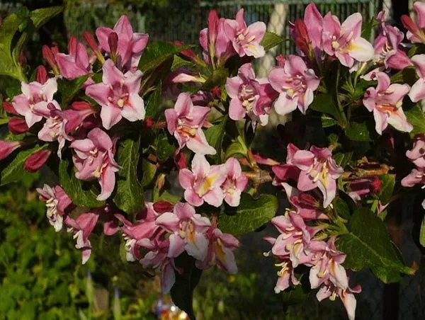 Вейгела цветущая "Foliis Purpureis" (Фоллис Пурпуреус)