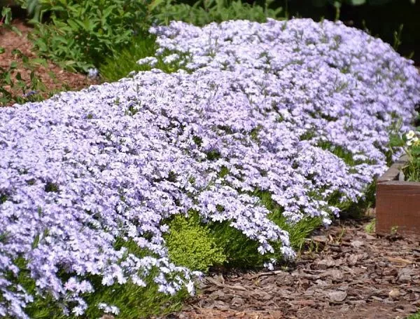 Флокс шиловидный "Emerald Cushion Blue" (Эмеральд Кашн Блу)
