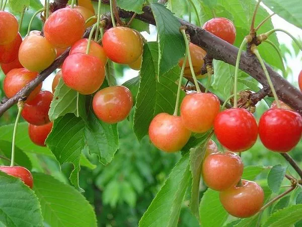 Черешня "Любава"