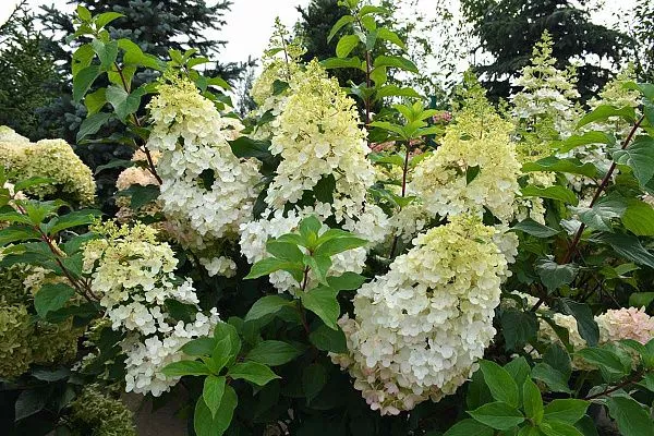 Гортензия метельчатая Strawberry Blossom (Строберри Блоссом) Куст