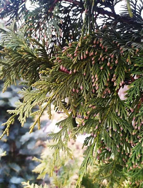 Кипарисовик нутканский Lutea (Лютеа) хвоя