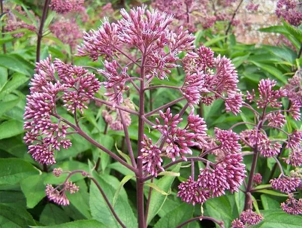 Посконник пятнистый "Atropurpureum" (Атропурпуреум)