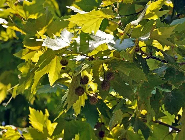 Платан кленолистный Acerifolia (Ацерифолия) фото