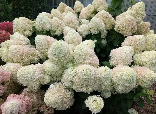 Гортензия метельчатая Summer Snow фото