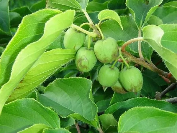 Актинидия Джиральди (Actinidia argumentsta var. Giraldii) 
