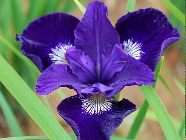 Ирис сибирский "Blue King" (Блю Кинг)