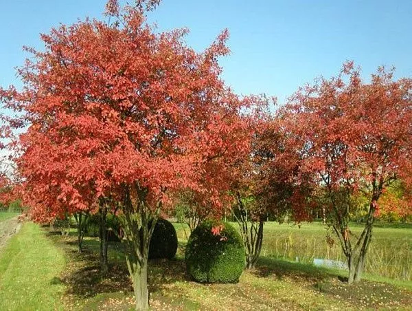 Ирга Ламарка / Amelanchier lamarckii