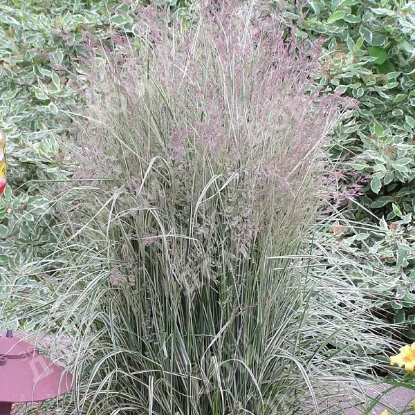 Вейник остроцветковый "Variegata" (Вариегата)