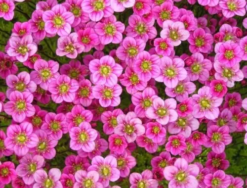 Камнеломка Арендса "Rosea" (Розеа)