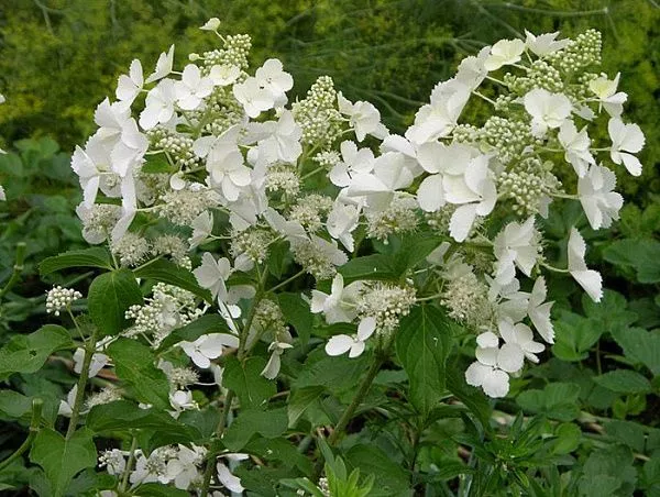 Гортензия метельчатая "White Lady" (Вайт Леди)