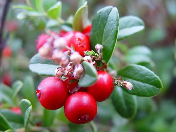 Брусника "Red Pearl" (Ред Пирл)