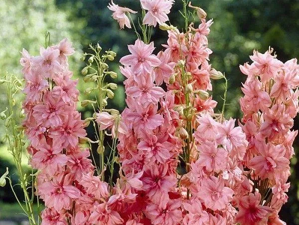 Дельфиниум культурный "Astolat" (Астолат)