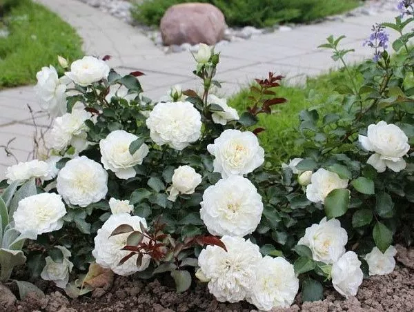 Роза бордюрная "Суоми"