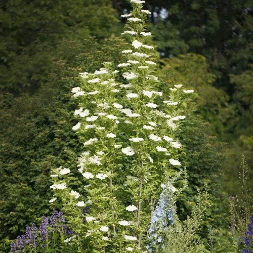 Бузина черная "Obelisk" (Обелиск)
