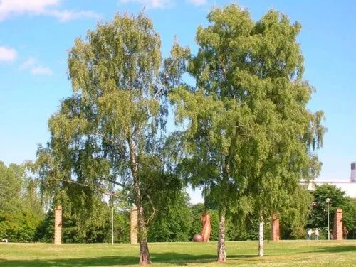 Береза повислая / Betula pendula