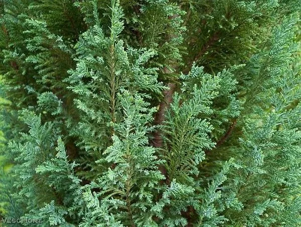 Кипарисовик Лавсона "Columnaris" (Колумнарис)
