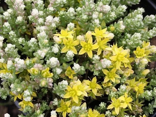 Очиток едкий "Variegata" (Вариегата)