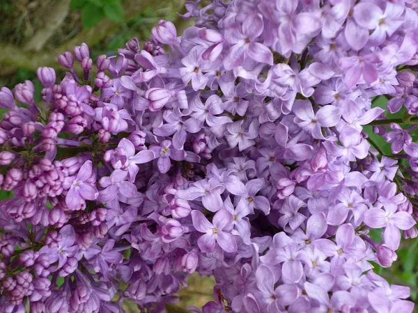 Сирень обыкновенная Lavander Lady (Лавендер Леди)