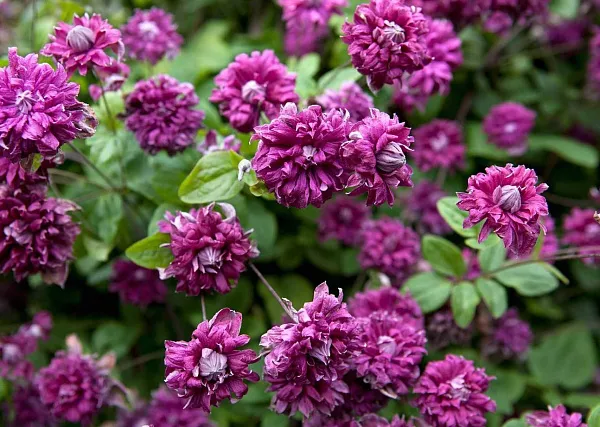 Клематис "Purpurea Plena Elegans" (Пурпуреа Плена Элеганс)