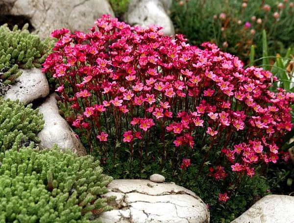 Камнеломка Арендса Highlandei Red