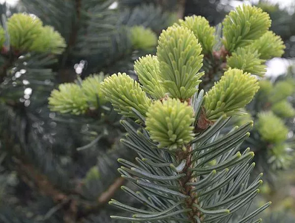 Abies lasiocarpa Compacta