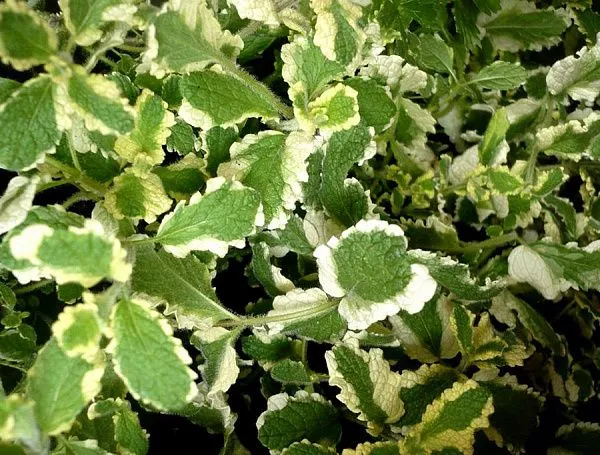 Мята душистая Variegata (Вариегата) купить