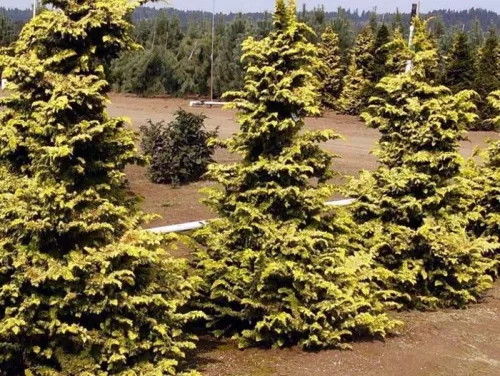 Кипарисовик туполистный "Fernspray Gold" (Фернспрей Голд)