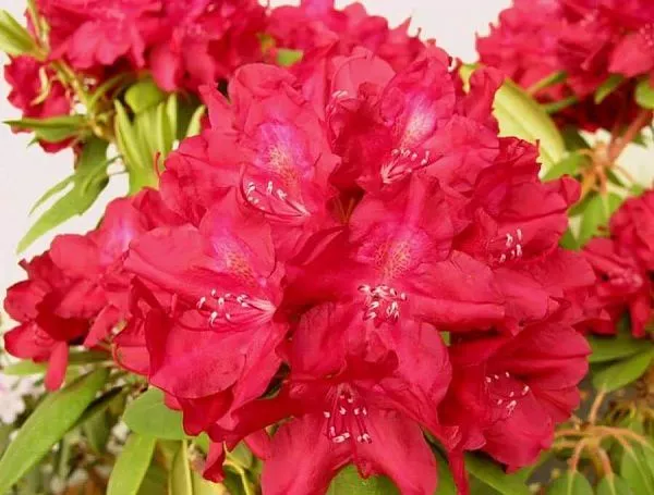 Рододендрон гибридный Francesca (Францеска)
