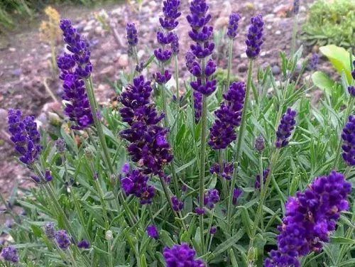 Лаванда узколистная "Dwarf Blue" (Дварф Блю)