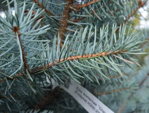 Ель колючая "Glauca" (Глаука)