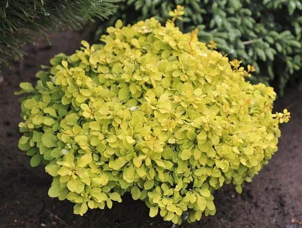 Барбарис тунберга "Tiny Gold" (Тини Голд)