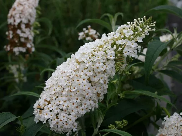 Буддлея Давида Dreaming White