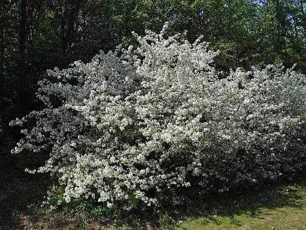 Яблоня Саржента "Veredlung" (Вередланг)