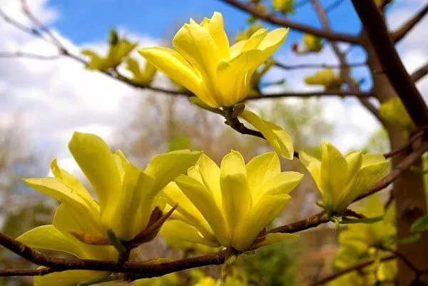 Магнолия "Daphne" (Дафна)
