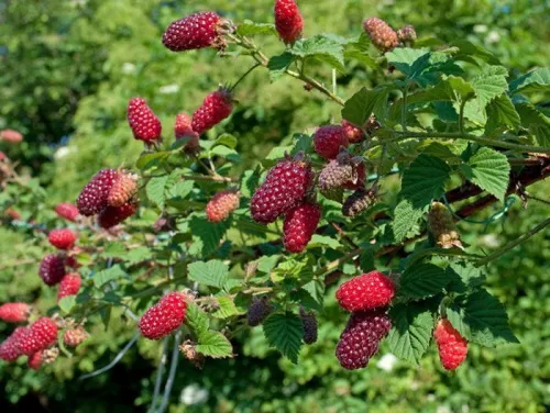 Ежемалина "Tayberry" (Тайберри)