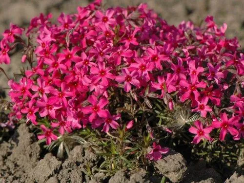 Флокс шиловидный "Atropurpurea" (Атропурпурея)