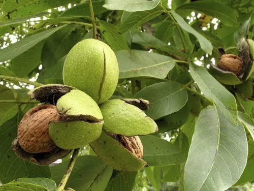 Орех Грецкий / Juglans regia