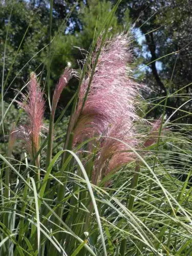 Кортадерия "Розеа" / Cortaderia selloana "Rosea" (пампасная трава)