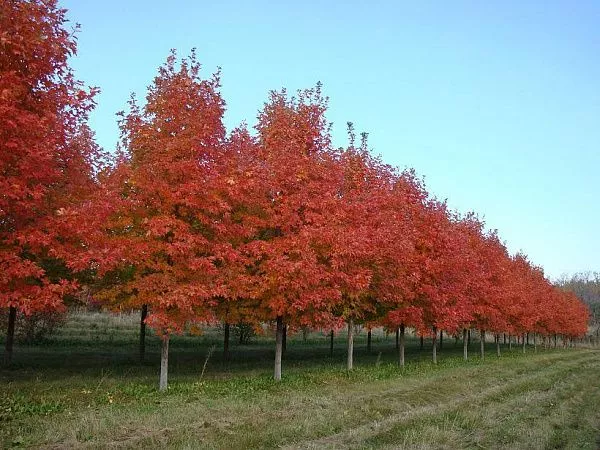 Клен красный Summer Red (Саммер Ред) купить