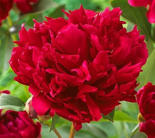 Пион молочноцветковый Red Magic (Ред Мэджик) купить