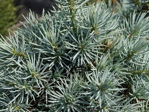 Ель колючая Mecky (Меки)